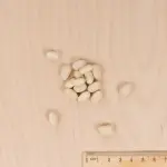 Légumes Secs - Haricot Nain Vert Plat Roma 2 - MEDIA_3D